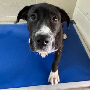 Bebe, Baby Female Mixed Breed