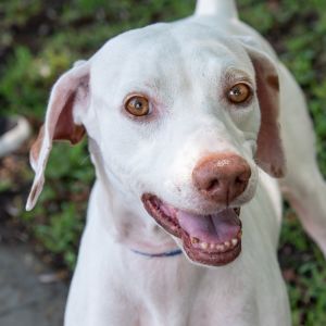 Hi my name is Daisy My owners cannot take care of me anymore I am a sweet friendly girl I