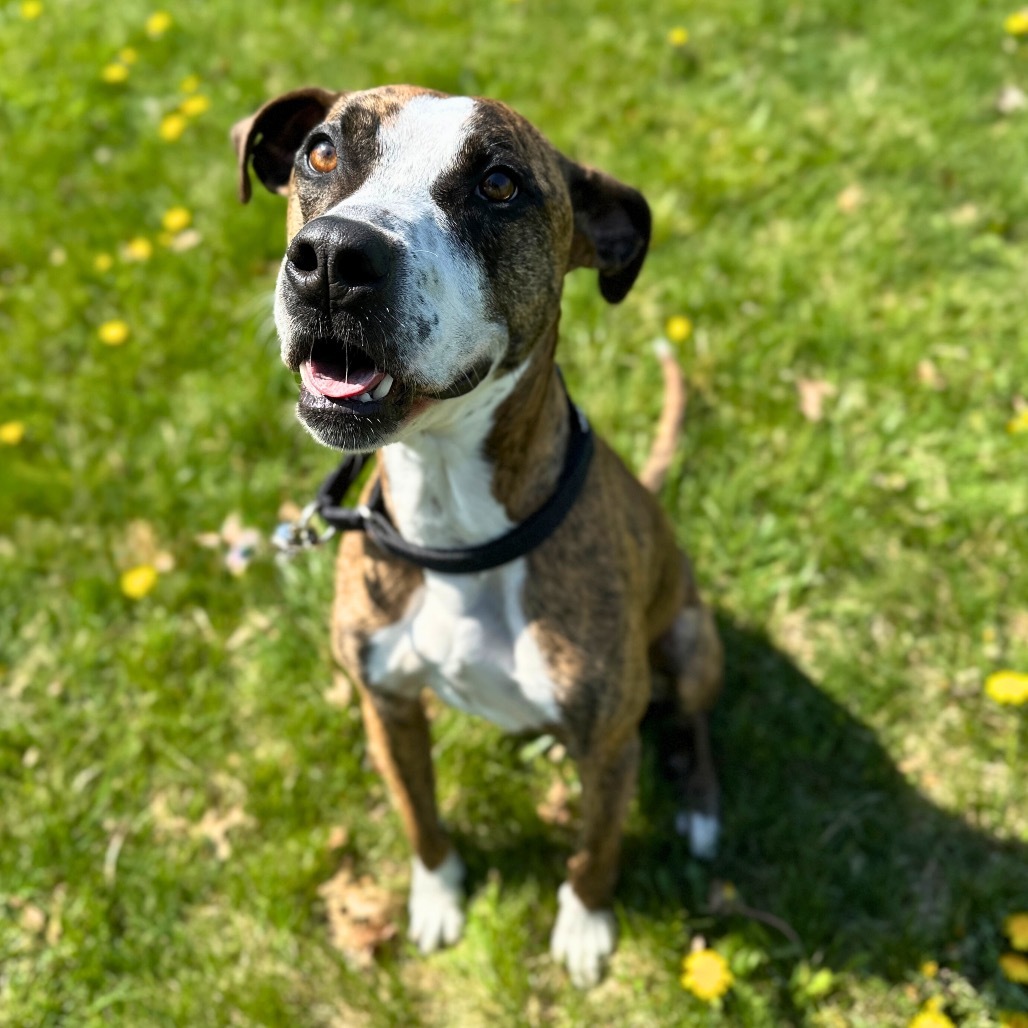 Ajax