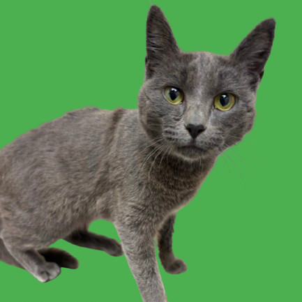 Snapdragon, an adoptable Domestic Short Hair in Tuscaloosa, AL, 35401 | Photo Image 1