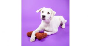 Ares PKA Aussie Boy Crunchy (Tan and Cream), Baby Male Australian Cattle Dog / Blue Heeler