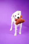 Ares PKA Aussie Boy Crunchy (Tan and Cream) photo 3