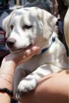 Ares PKA Aussie Boy Crunchy (Tan and Cream) photo 5