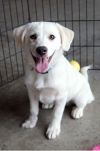 Ares PKA Aussie Boy Crunchy (Tan and Cream) photo 6