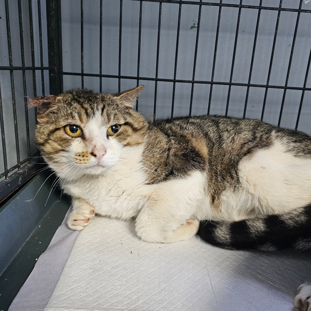 Scabbers, an adoptable Domestic Short Hair in Duncan, OK, 73533 | Photo Image 2