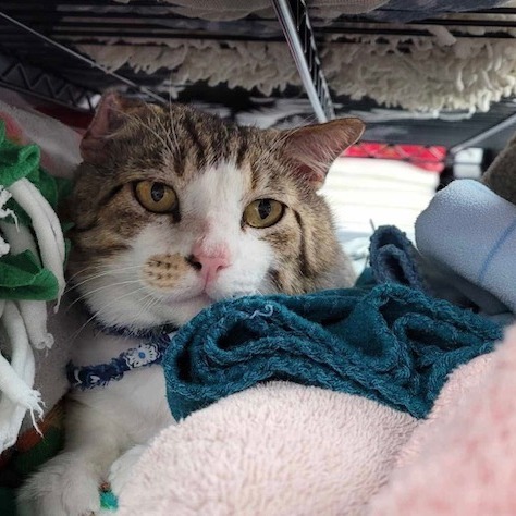 Scabbers, an adoptable Domestic Short Hair in Duncan, OK, 73533 | Photo Image 3