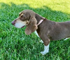 Maggie, Adult Female Beagle