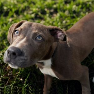 Bagel 7141, Baby Male Beagle