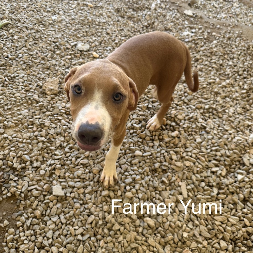 Farmer Yumi 7312