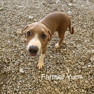Farmer Yumi 7312, Baby Female Siberian Husky