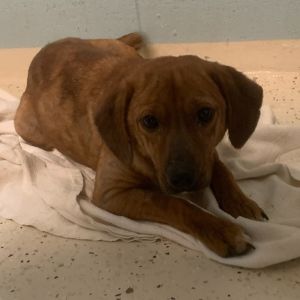 Joan Crawford 0554, Adult Female Labrador Retriever