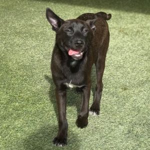 WRENCH 4806, Baby Female Black Labrador Retriever