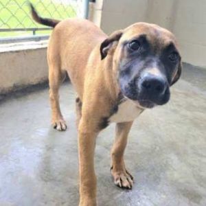 Houston 3089, Baby Female Mixed Breed