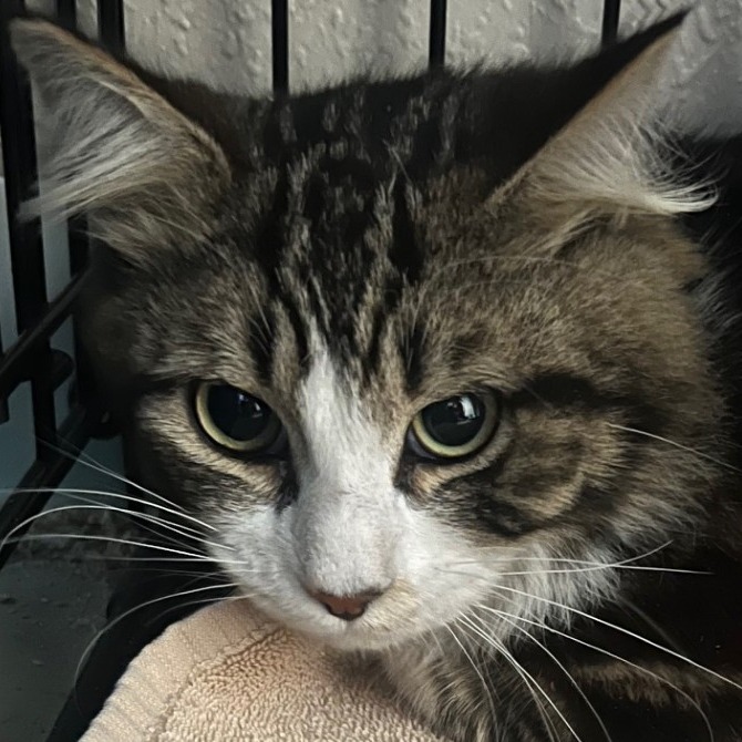 Cookie C000-202 - Claremont Location