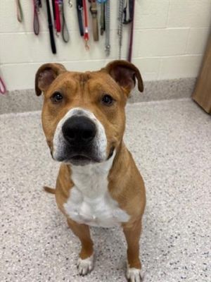 LIGHTNING MCQUEEN, Young Male Pit Bull Terrier