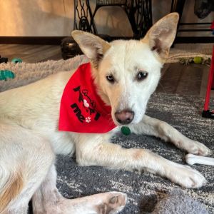 Pearl, Young Female Husky