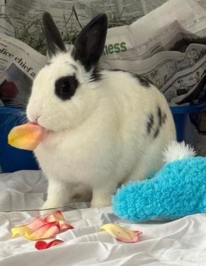 SHARKY, Adult Female Bunny Rabbit
