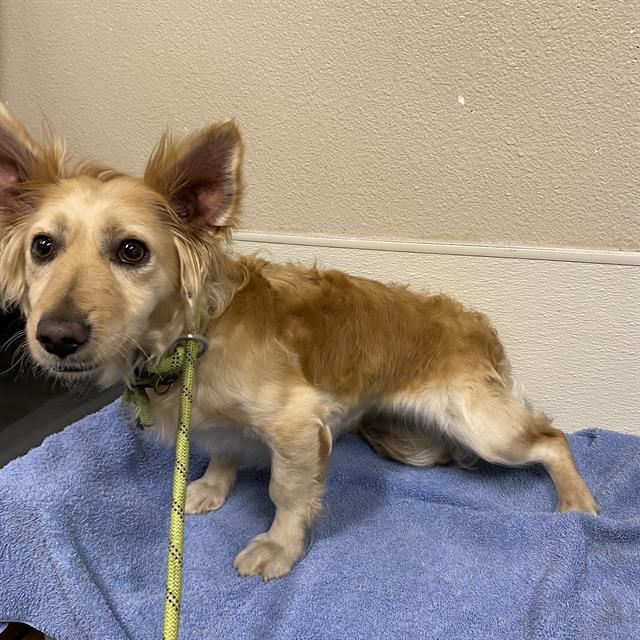 FOX, an adoptable Chihuahua, Papillon in Modesto, CA, 95354 | Photo Image 1