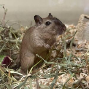 Sam 250377, Young Female Gerbil