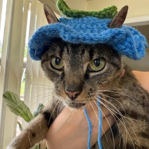 Stevie, Adult Female Domestic Short Hair