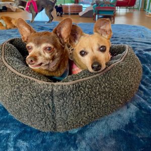 Are you looking for the perfect companion for a Netflix binge or movie marathon Look no further tha