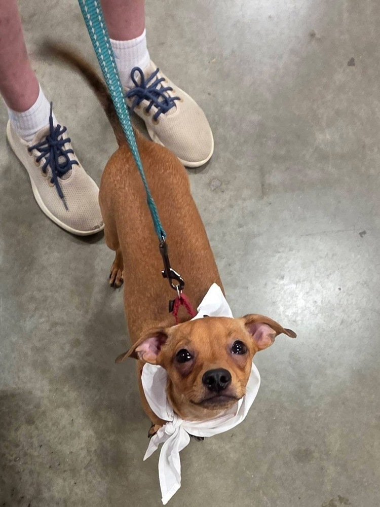 Pup Junior