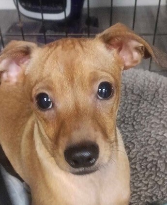 Pup Junior