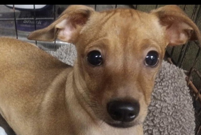 Baby Junior