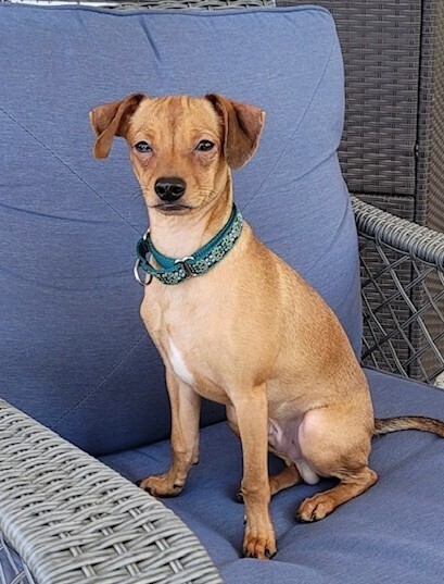 Pup Junior