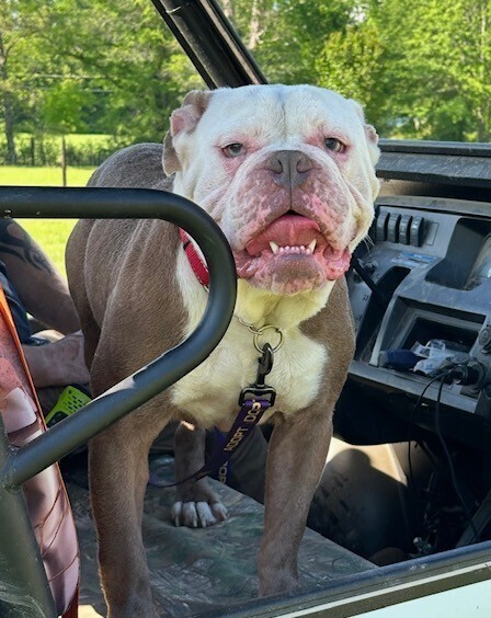 Diesel