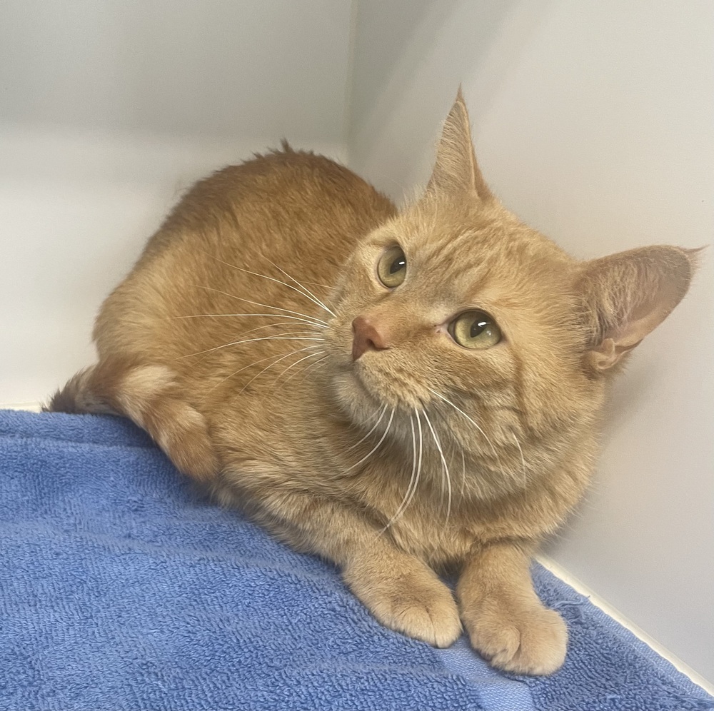 Pumpkin ~ Available at PetSmart in Warsaw, IN!