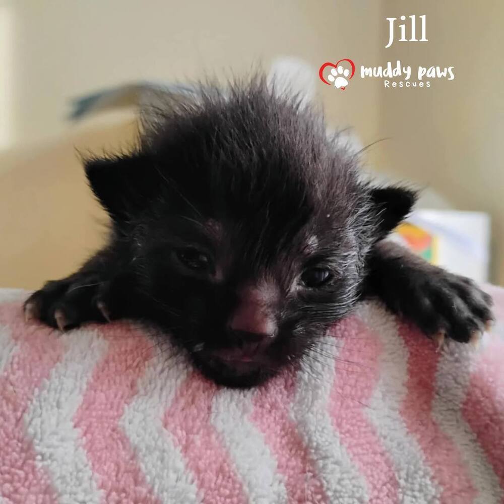 Nursery Rhyme Kitts: Jill