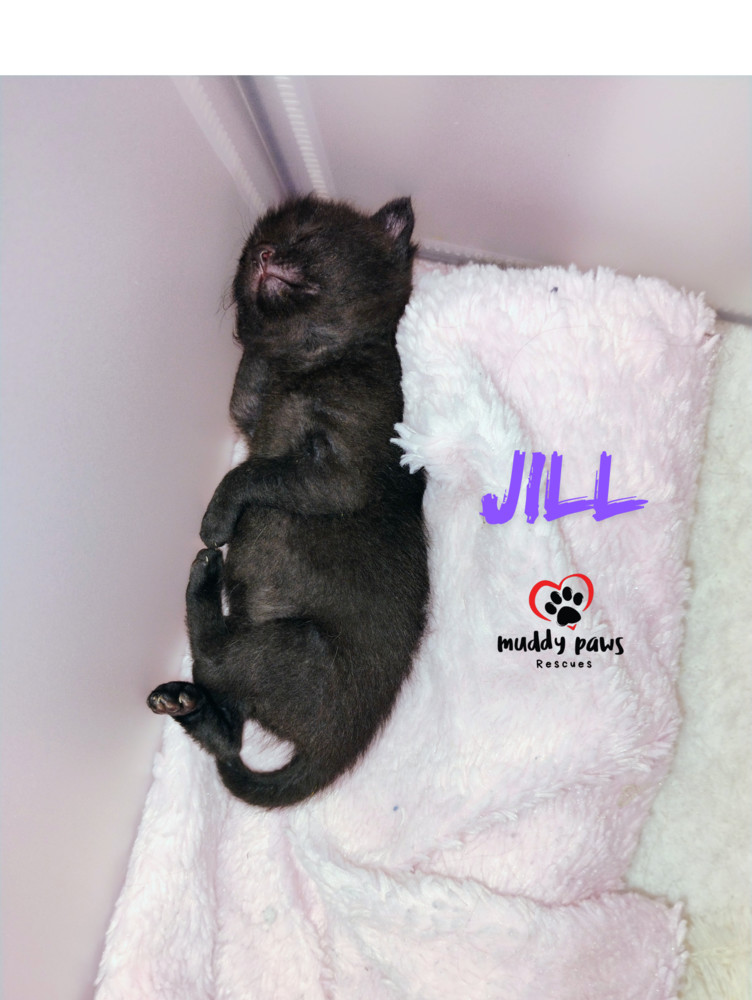 Nursery Rhyme Kitts: Jill