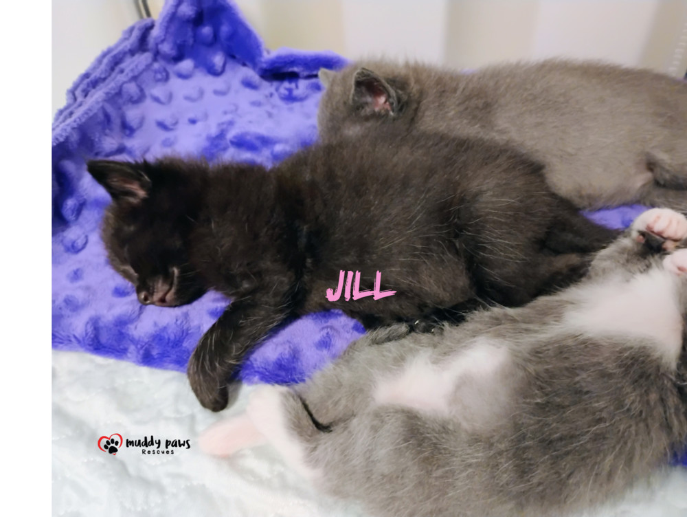 Nursery Rhyme Kitts: Jill