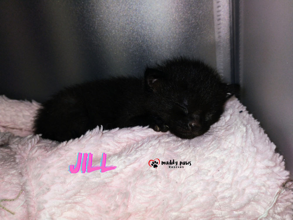 Nursery Rhyme Kitts: Jill