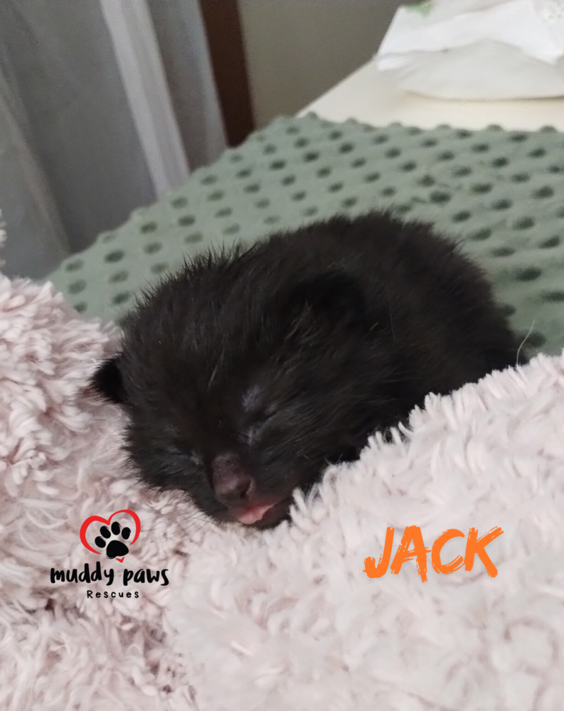 Nursery Rhyme Kitts: Jack