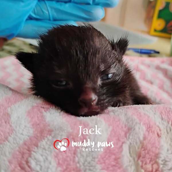 Nursery Rhyme Kitts: Jack