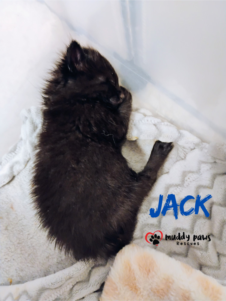 Nursery Rhyme Kitts: Jack