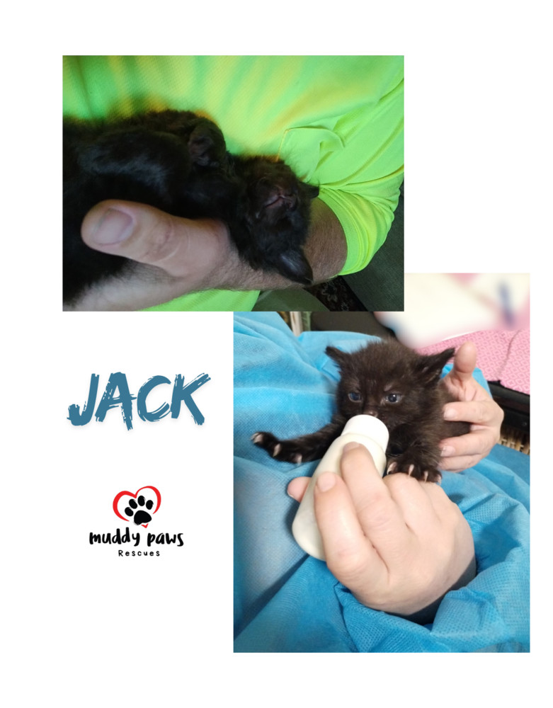 Nursery Rhyme Kitts: Jack