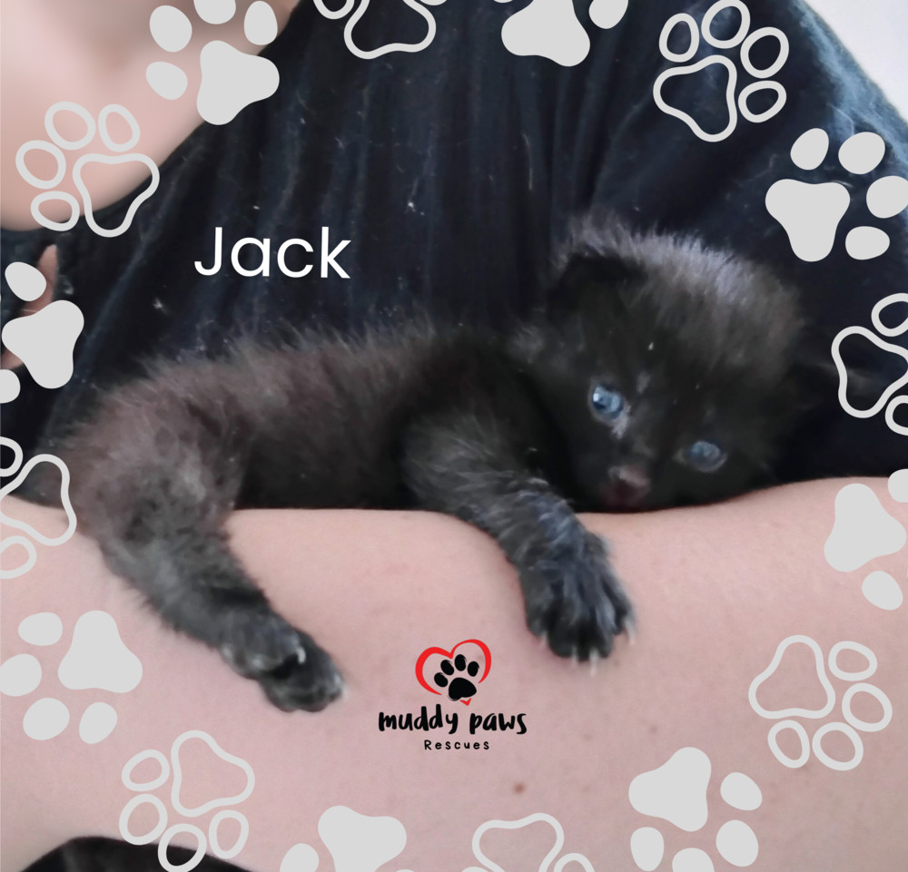 Nursery Rhyme Kitts: Jack