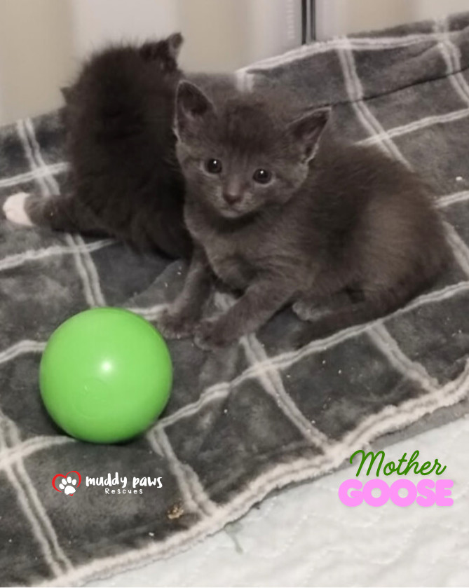 Nursery Rhyme Kitts: Mother Goose