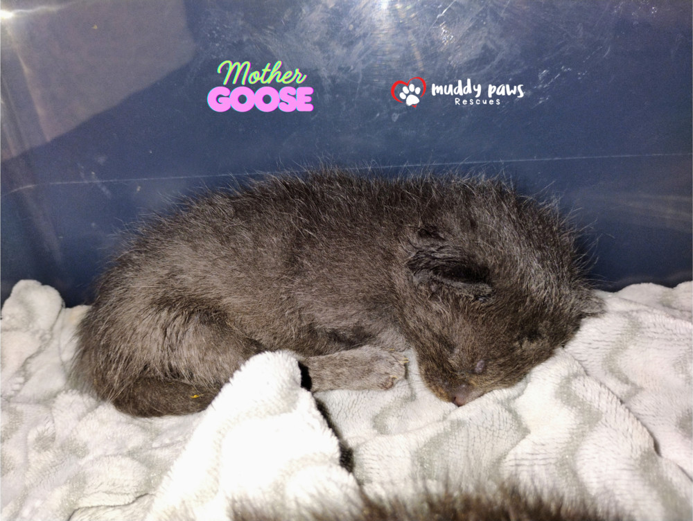 Nursery Rhyme Kitts: Mother Goose