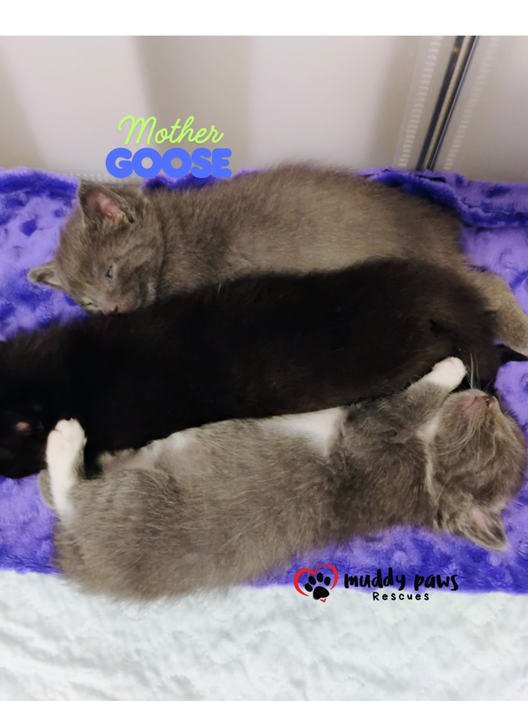 Nursery Rhyme Kitts: Mother Goose