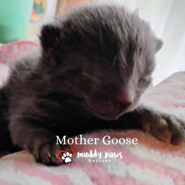 Nursery Rhyme Kitts: Mother Goose