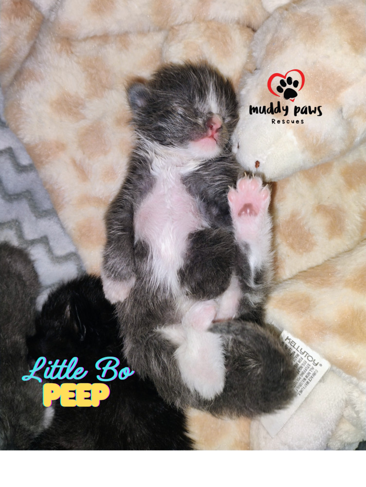 Nursery Rhyme Kitts: Little Bo Peep