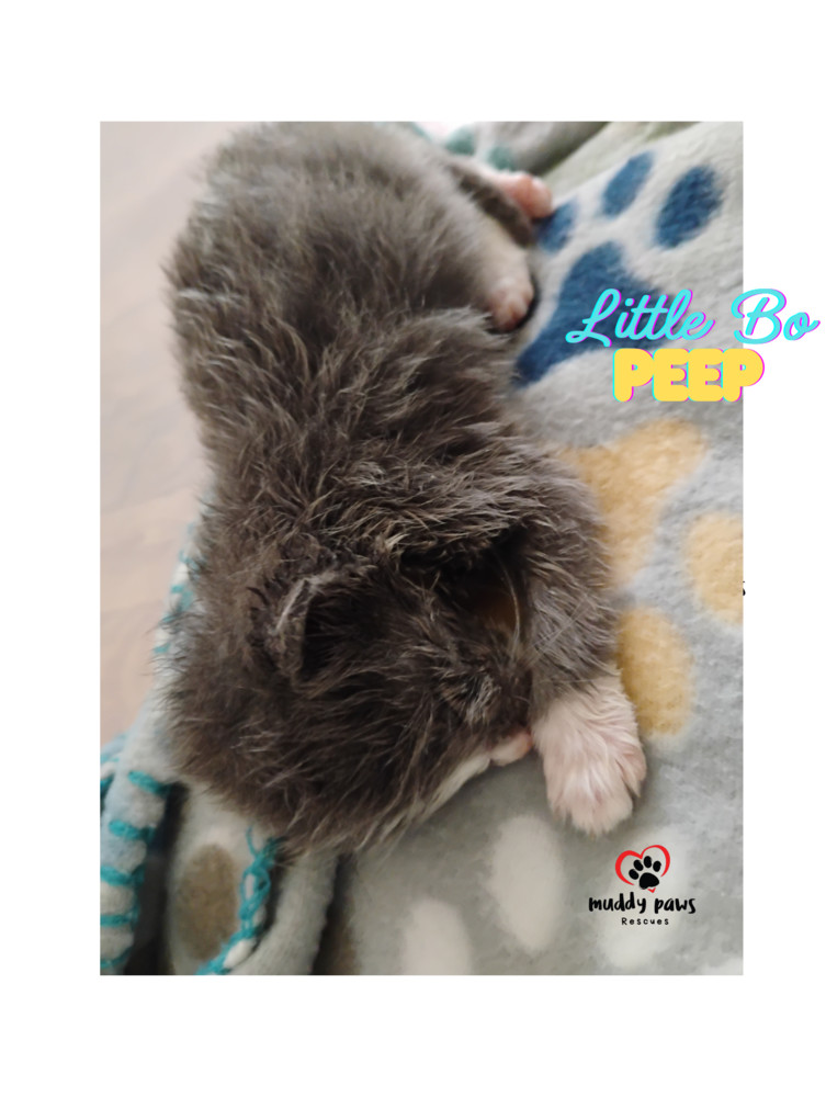 Nursery Rhyme Kitts: Little Bo Peep