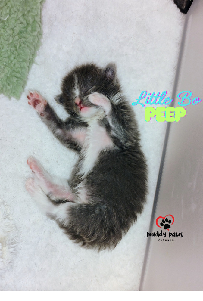 Nursery Rhyme Kitts: Little Bo Peep