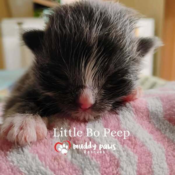 Nursery Rhyme Kitts: Little Bo Peep