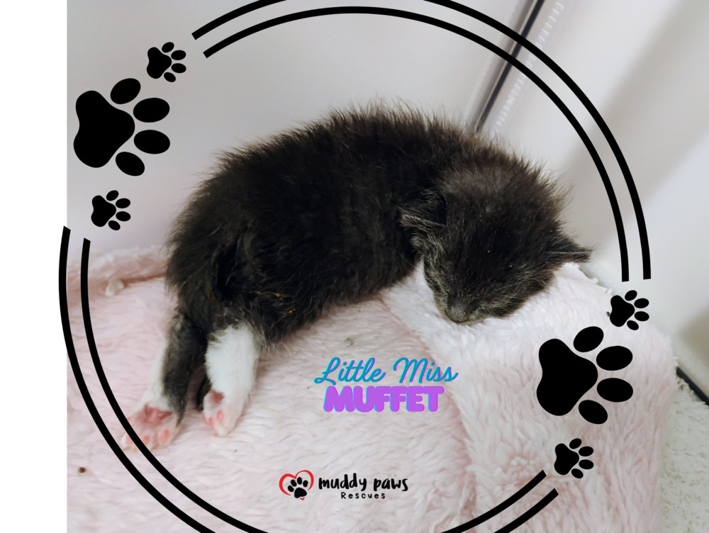 Nursery Rhyme Kitts: Little Miss Muffet