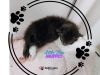 Nursery Rhyme Kitts: Little Miss Muffet photo 1